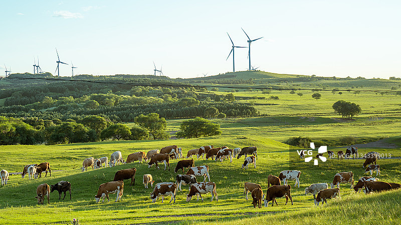 坝上草原上的牛群图片素材