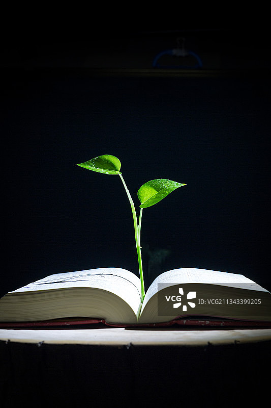 放在树墩上的书图片素材