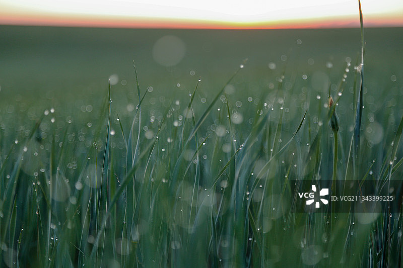 呼伦贝尔大草原的清晨露珠图片素材