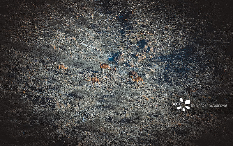 高山上的骆驼人的高角度视角图片素材