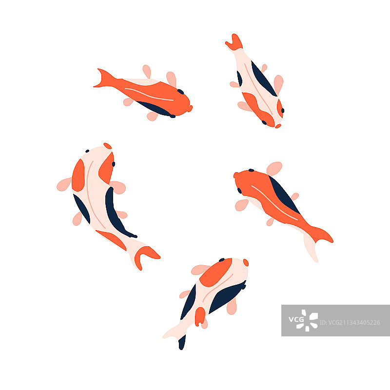 白色背景上的锦鲤鱼图案图片素材