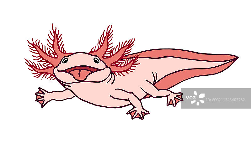 可爱的六角恐龙两栖动物水族宠物图片素材