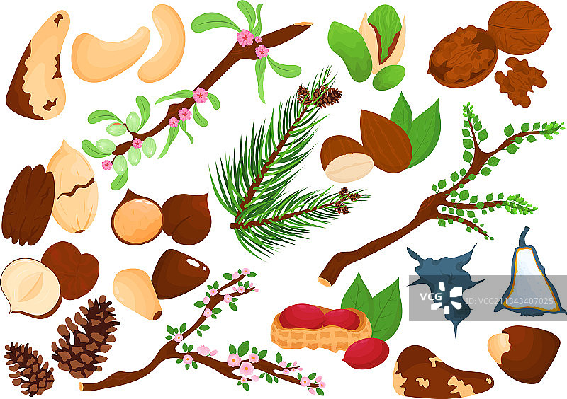 白色背景上的分离坚果食品套装图片素材