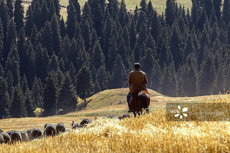 新疆阿勒泰富蕴县麦田牧羊人图片素材