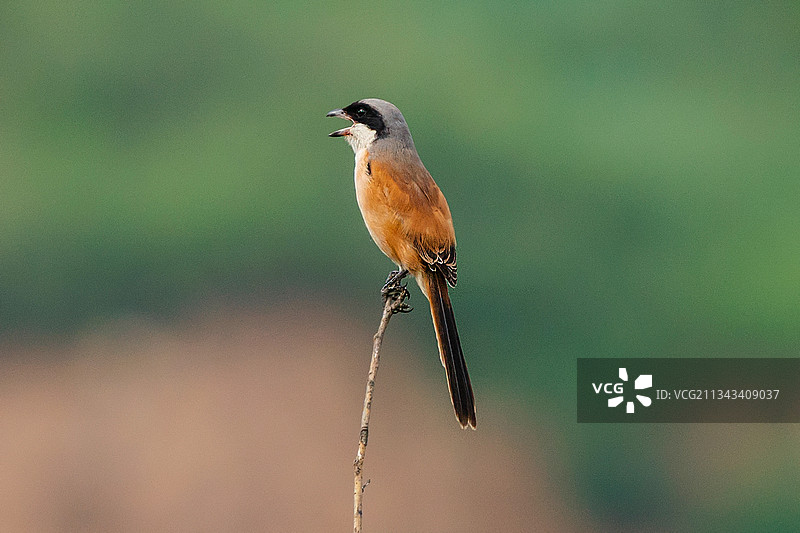伯劳鸟图片素材