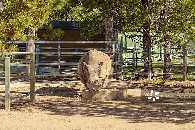动物园里的犀牛图片素材