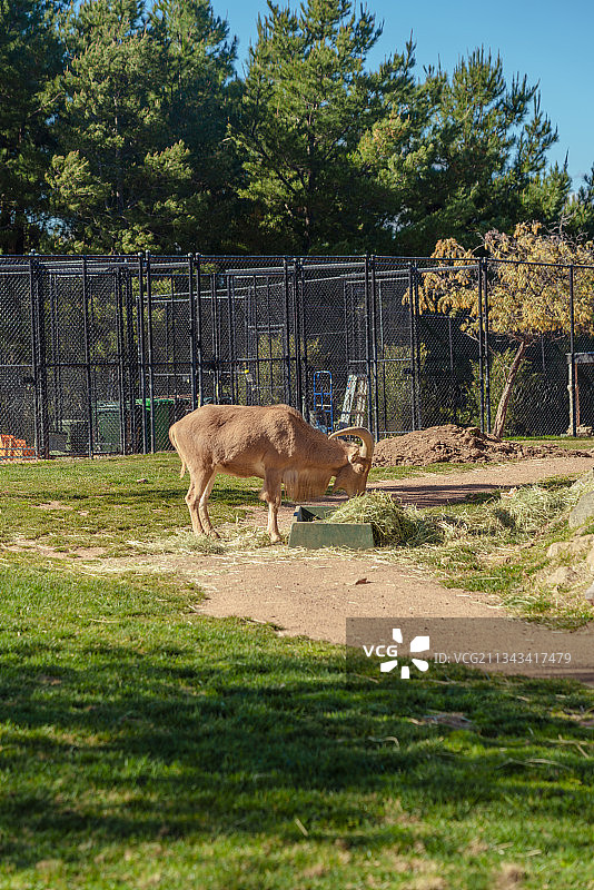 野生动物园里的羚羊图片素材