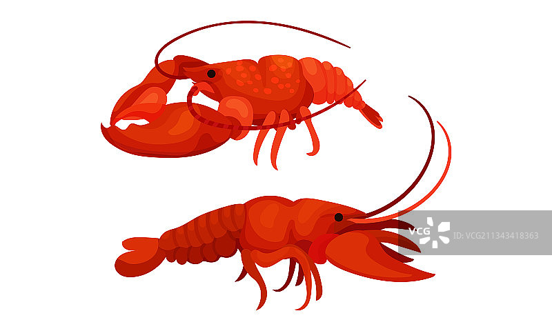 熟红龙虾图片素材