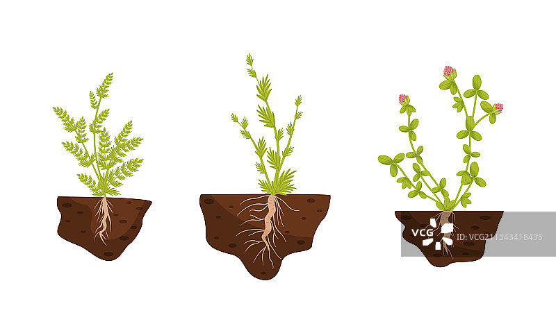 土壤中生根的植物图片素材