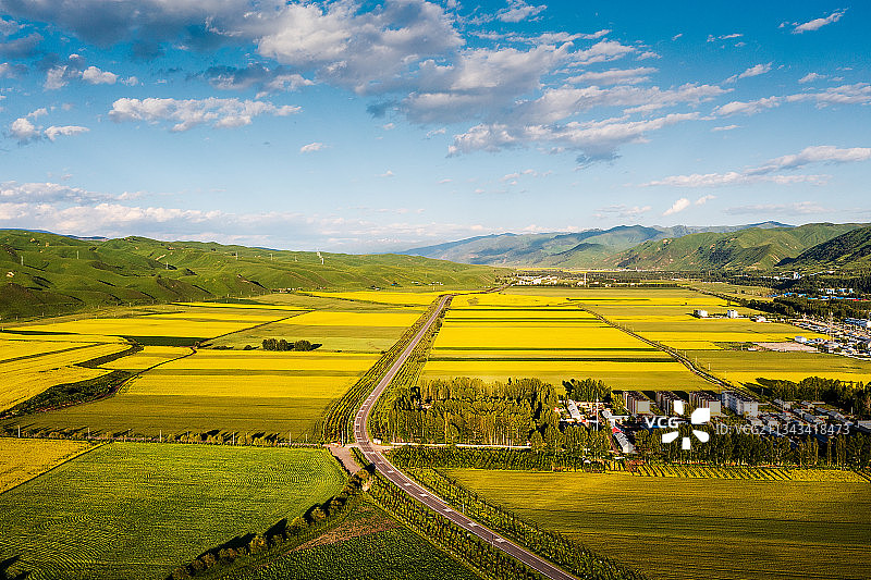 航拍夏季中国新疆唐布拉草原百里画廊油菜花图片素材