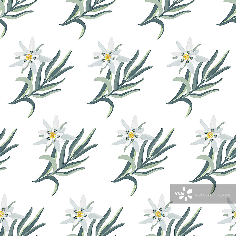 雪绒花无缝植物图案图片素材