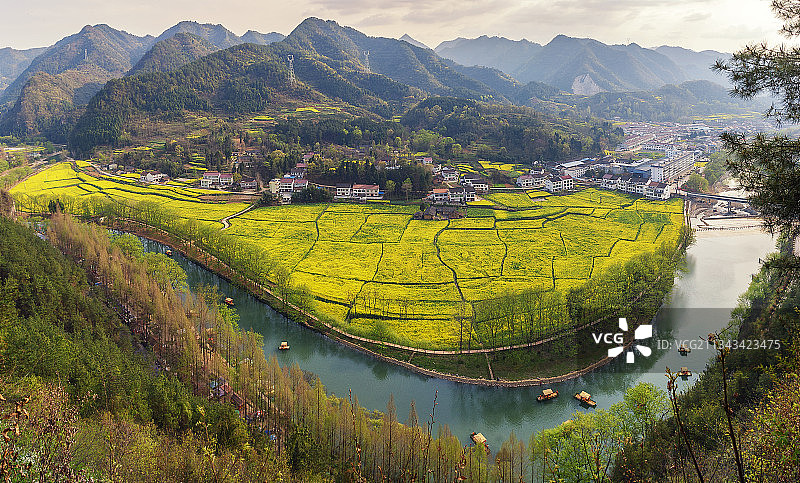 油菜花盛开在青山绿水之间图片素材