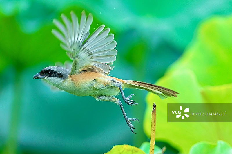 棕背伯劳图片素材