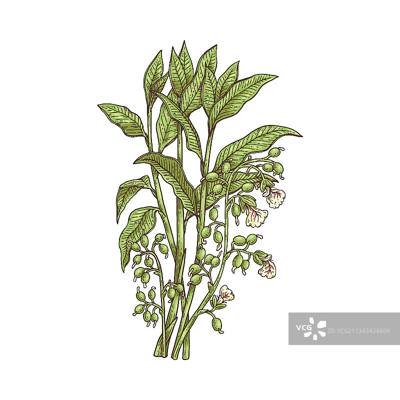 盛开的豆蔻植物与花朵雕刻图片素材