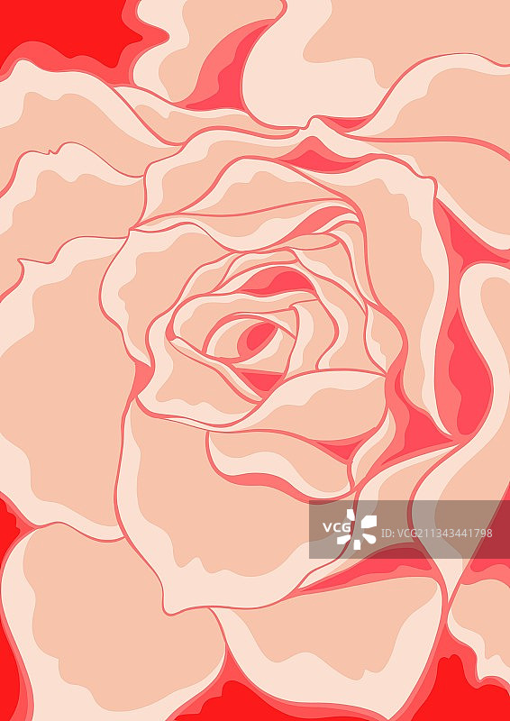 玫瑰特写图片素材