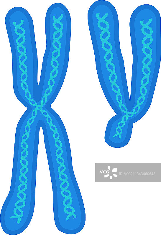 染色体生物学X和Y DNA细胞图标图片素材