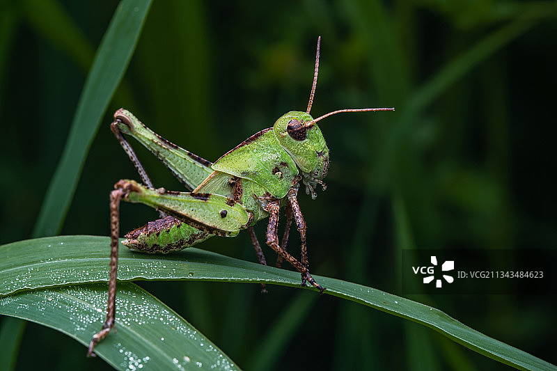 小蝗虫图片素材