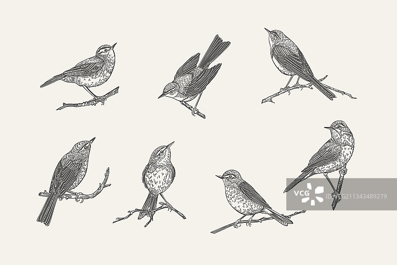 黑白鸟类素材图片素材