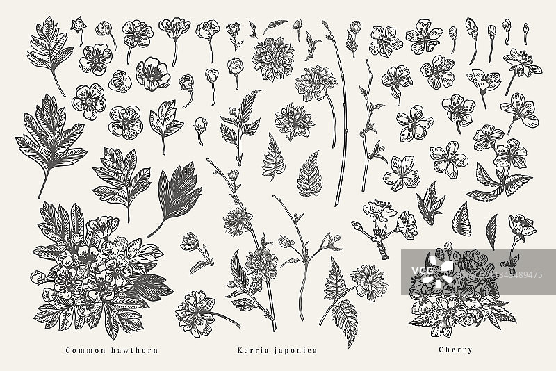植物元素素材图片素材