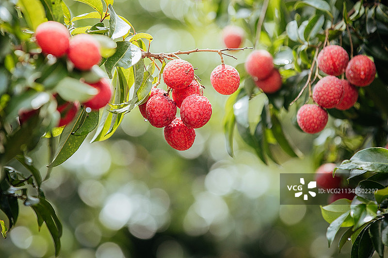 荔枝图片素材