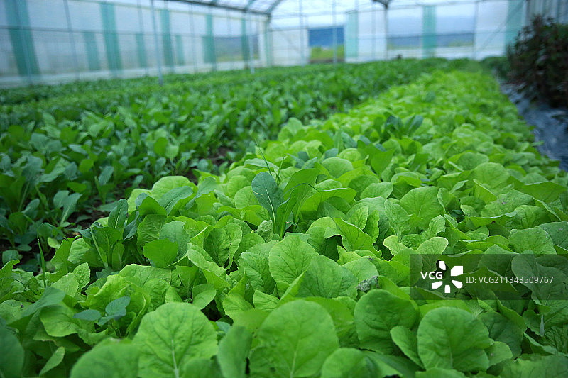 农场有机蔬菜芥菜水东芥自然绿色开阔放松图片素材