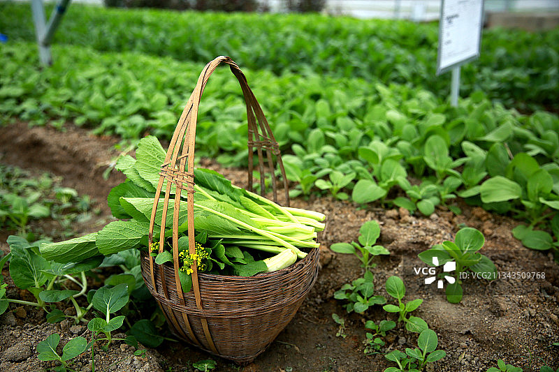 农场有机蔬菜芥菜水东芥自然绿色开阔放松图片素材