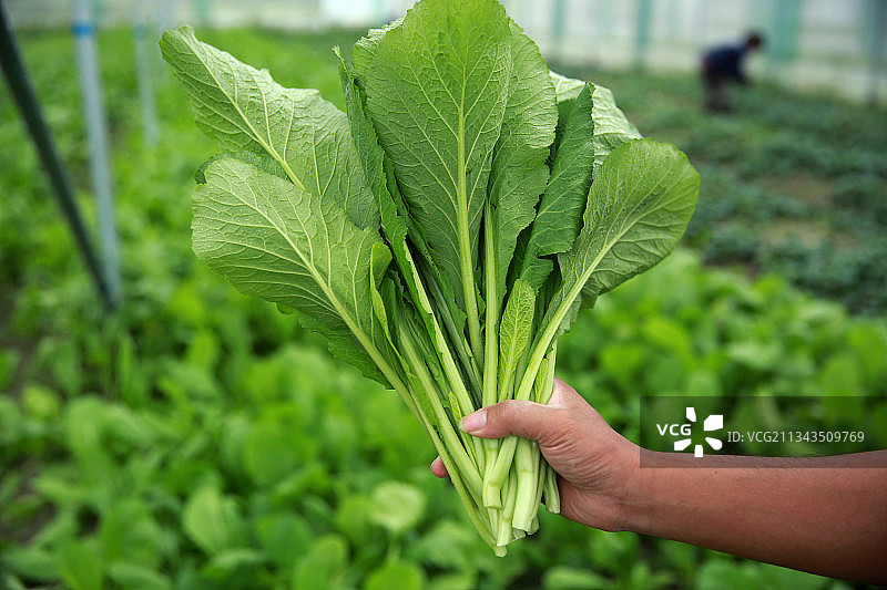 农场有机蔬菜芥菜水东芥自然绿色开阔放松图片素材