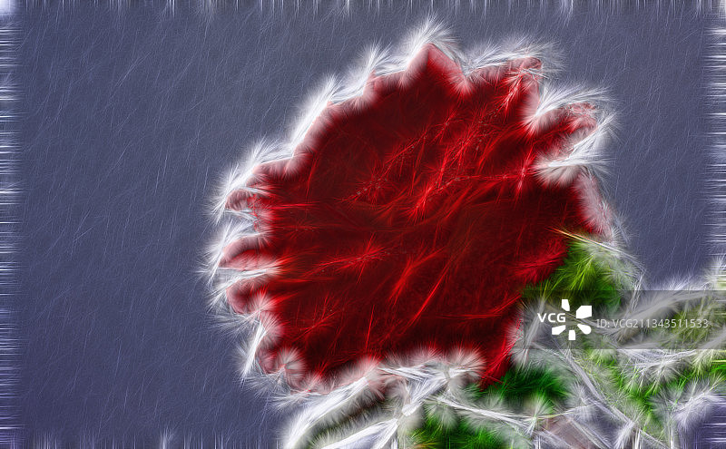 绽放的鲜花图片素材