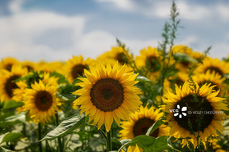 小太阳图片素材