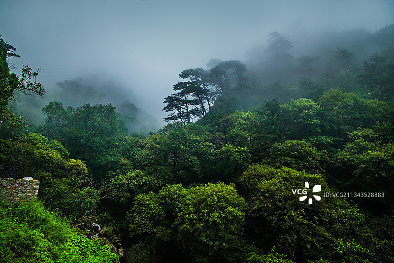 泰山松图片素材