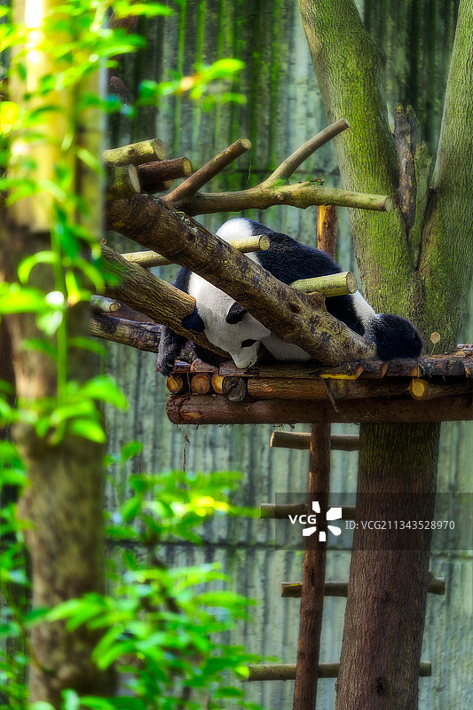 竖构图趴着睡觉的大熊猫图片素材