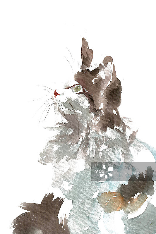 仰脸的小猫图片素材