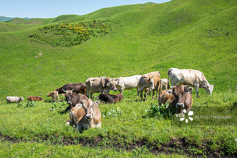 新疆伊犁草原上的牛羊图片素材