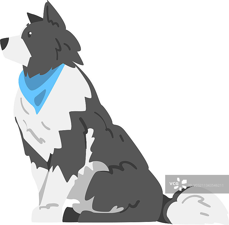 聪明的坐姿边境牧羊犬侧视图图片素材