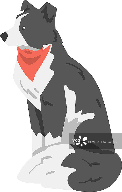 边境牧羊犬在红围巾的侧面视图图片素材