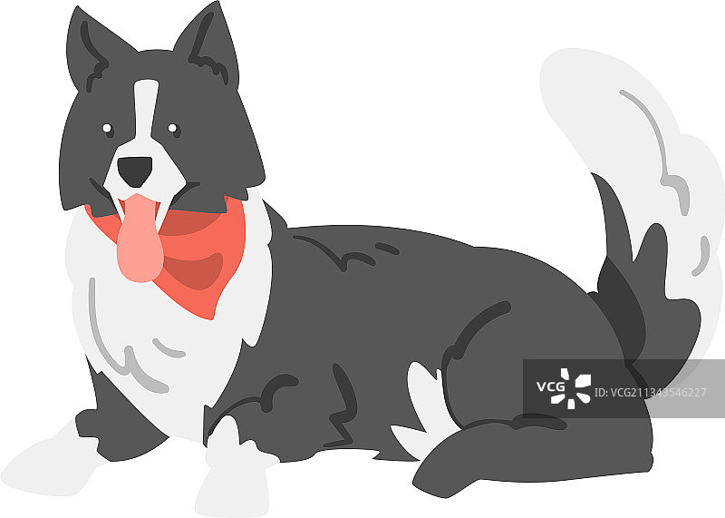 可爱的躺着的边境牧羊犬宠物图片素材