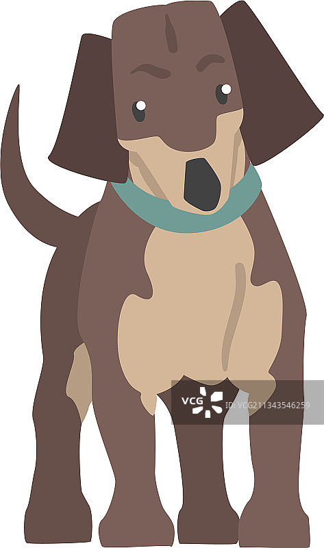 腊肠犬正面视图图片素材