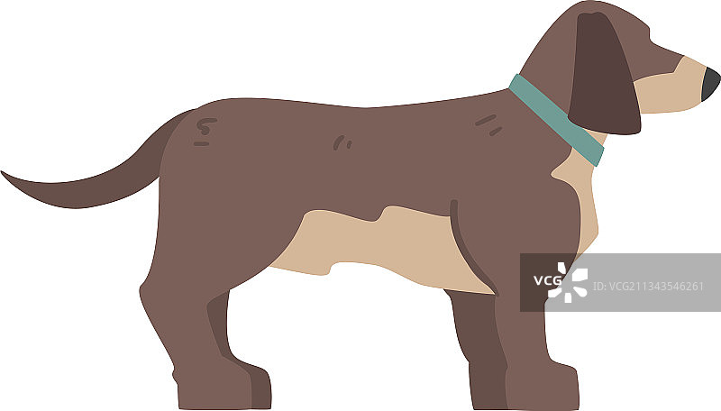 棕色腊肠犬宠物动物侧面图图片素材