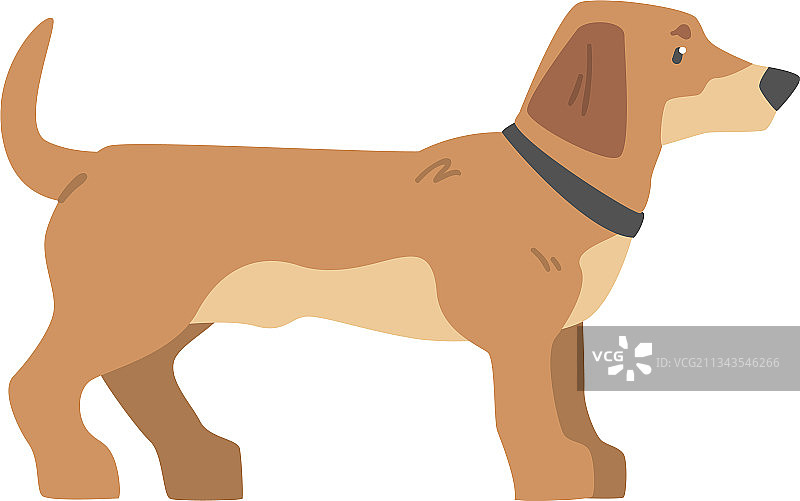 腊肠犬宠物图片素材