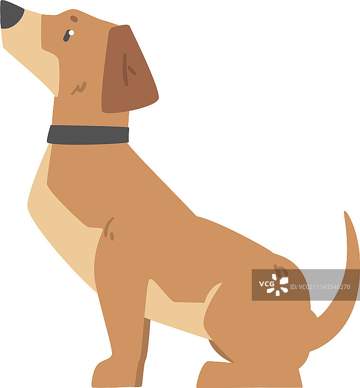 坐着的可爱宠物腊肠犬侧视图图片素材