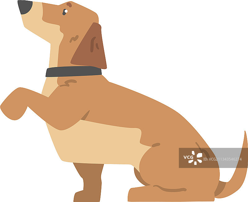 腊肠犬伸出爪子的可爱宠物图片素材