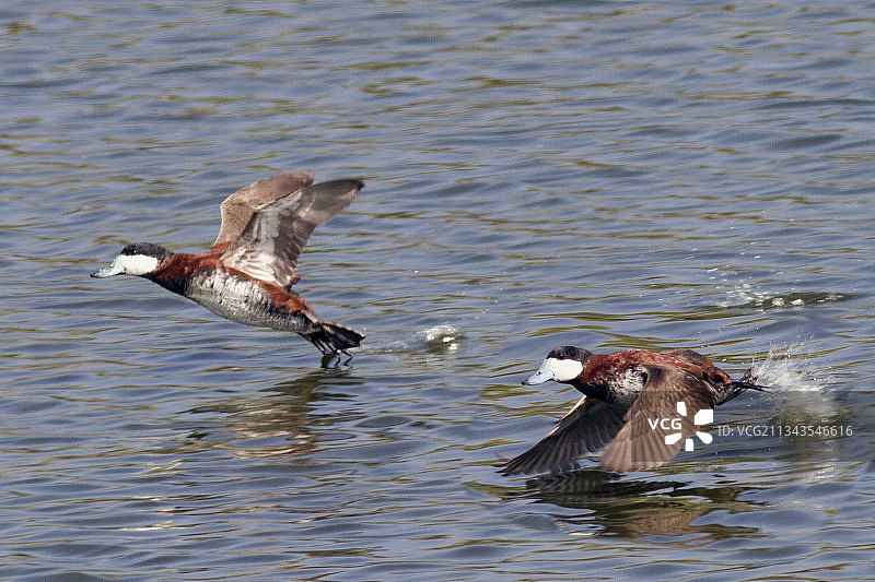 一对起飞的雄性红鸭图片素材
