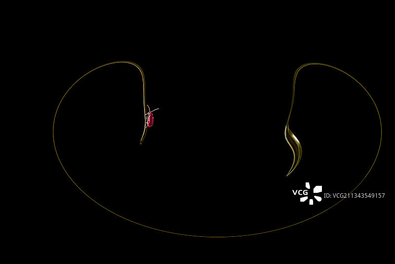 金色汤匙上的昆虫图片素材