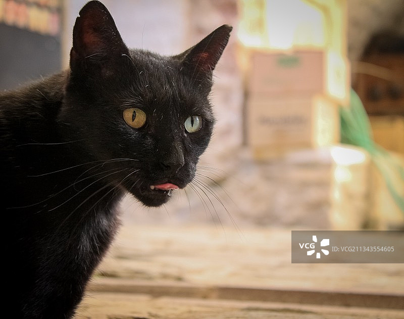 土耳其黑猫特写肖像图片素材