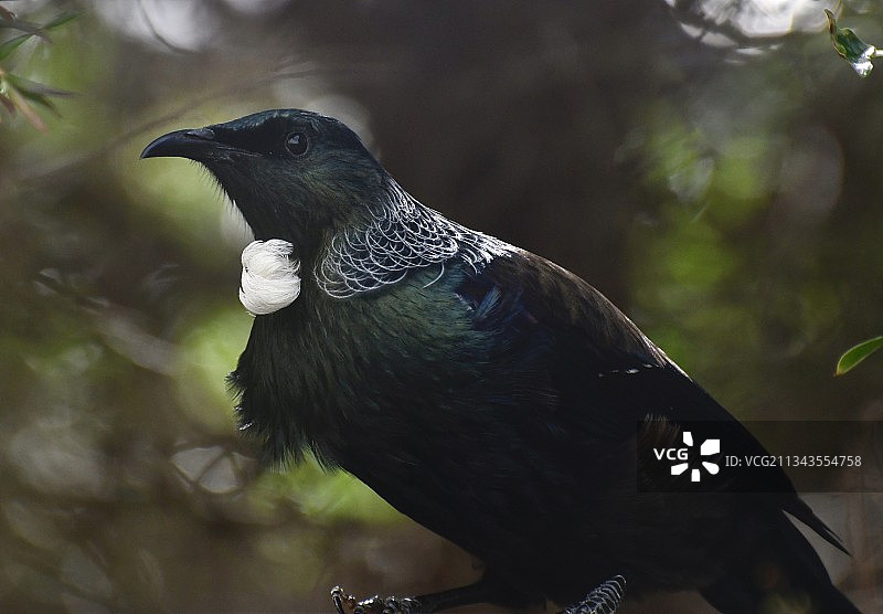惠灵顿户外栖息的热带鸣禽特写，新西兰图片素材