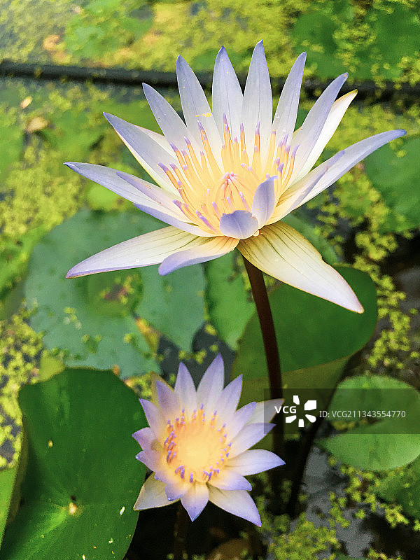 湖中的莲花、睡莲特写图片素材