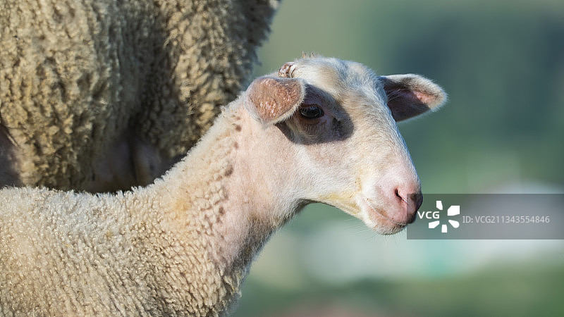 土耳其绵羊特写图片素材