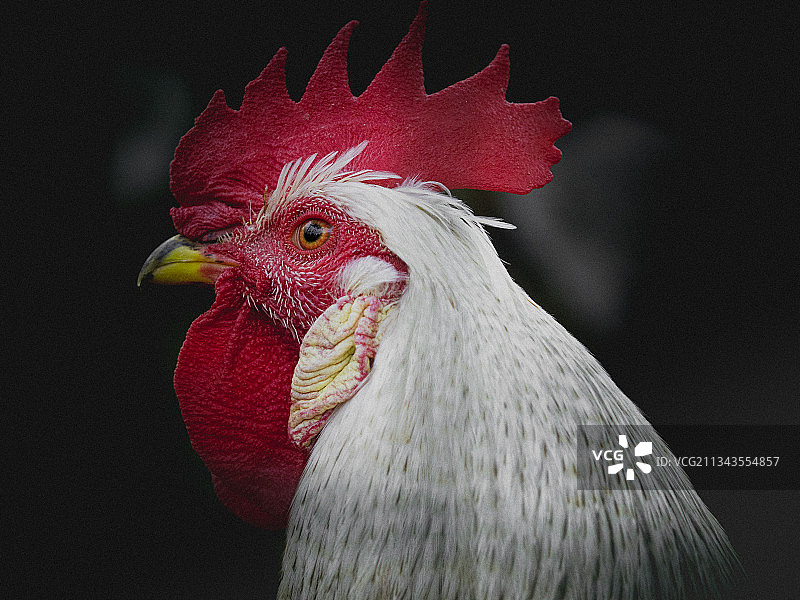 特写的公鸡图片素材