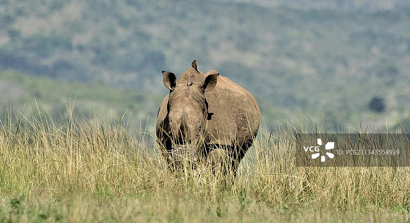 站在南非田野里的白犀牛图片素材