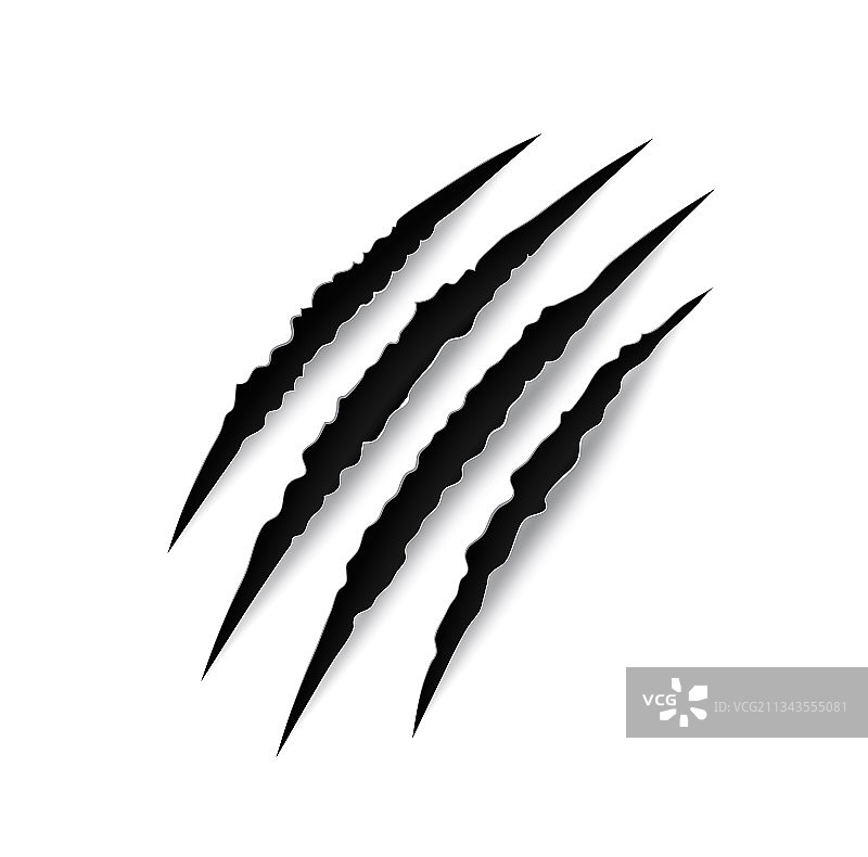 老虎爪痕：野生猫科动物的抓痕图片素材